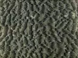 S S Bark1 main texture preview