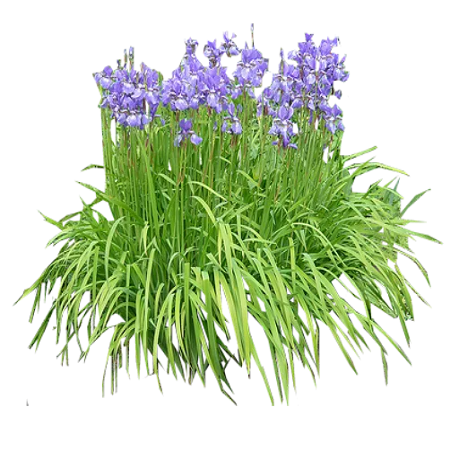 Iris Purple main texture preview