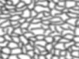 S S Brainy main texture preview