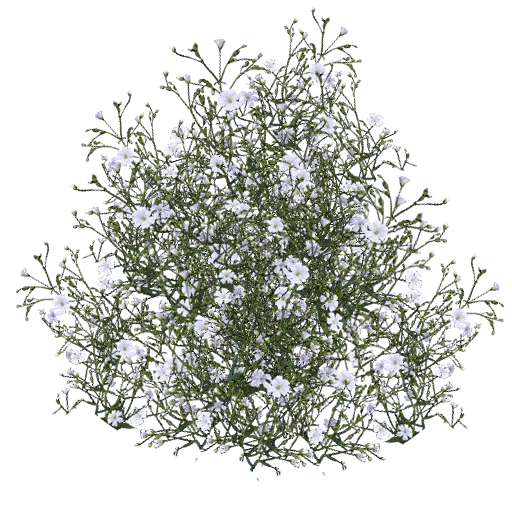 Babys Breath2 texture preview