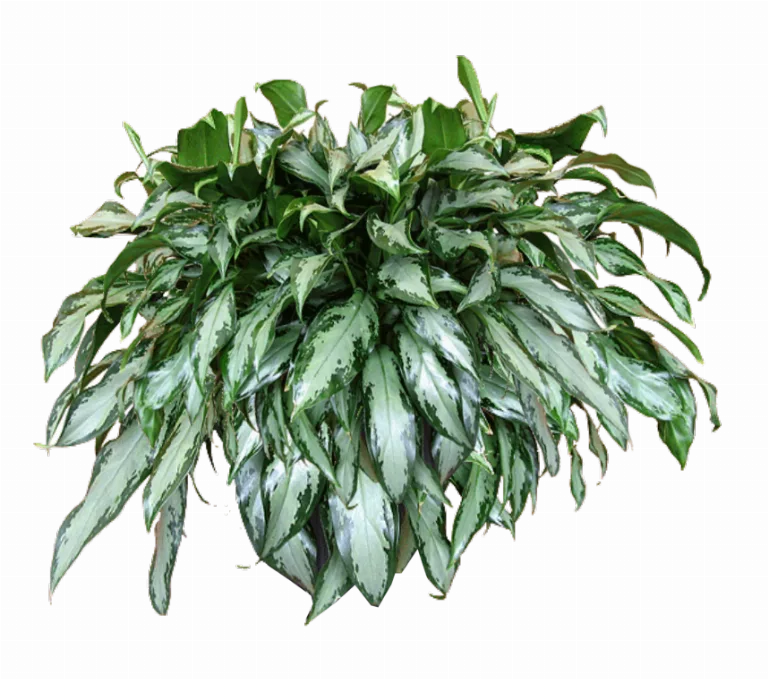 Jacey Decora Hanging Plant Texture main texture preview