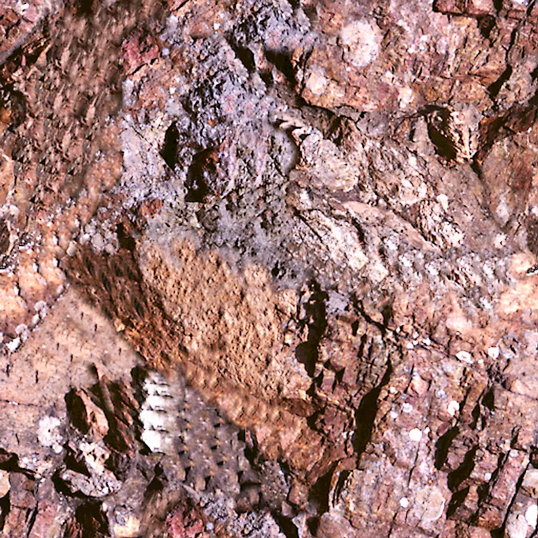 Stone Slag Stone Pxr128 Cc By By Pixar main texture preview
