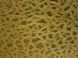 S S Cantelop main texture preview