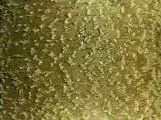 S S Bark3 main texture preview