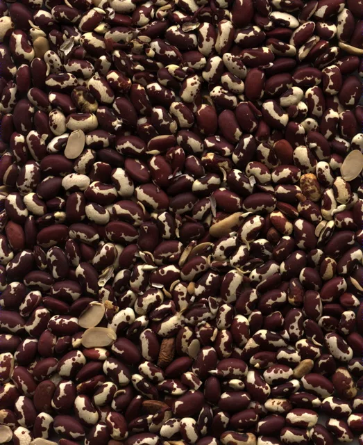 Beanoid2 main texture preview