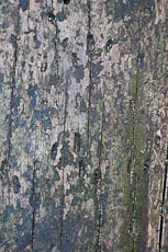 S S Img 0002 main texture preview