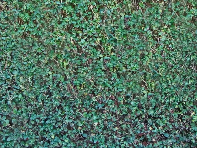 Foliage Privets2 main texture preview