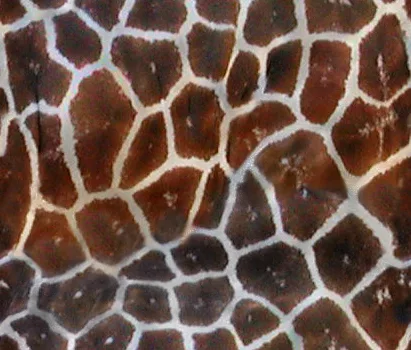 Giraffe Cyc main texture preview