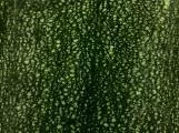 S S Zuccini main texture preview
