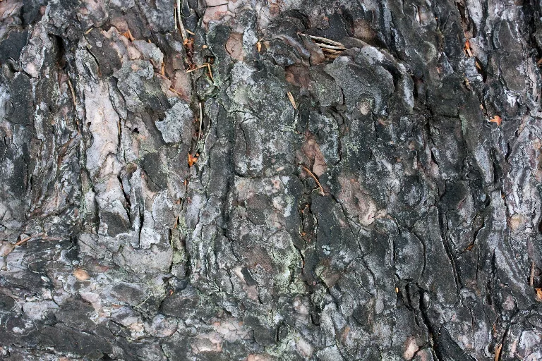 Img 0070 main texture preview