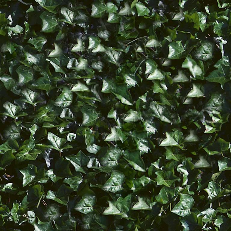Ground Ivy Pxr128 Cc By By Pixar main texture preview