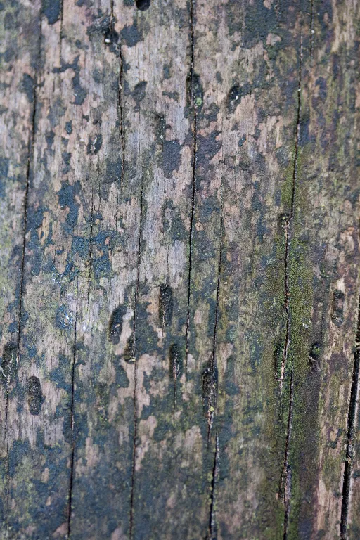 Img 0002 main texture preview
