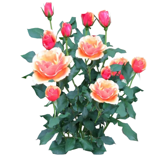 Rose Bush Pink main texture preview