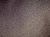 S S Img0017 main texture preview