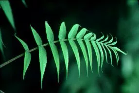 Plants2 main texture preview