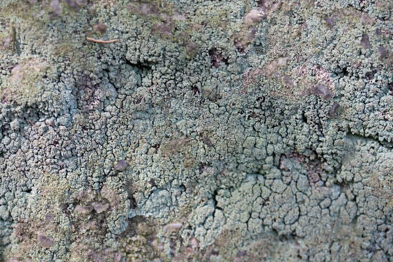 Img 0228 main texture preview