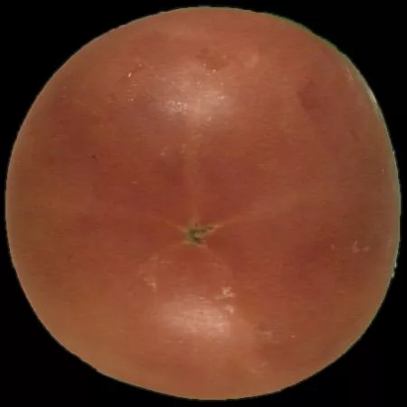 Tomato1 main texture preview