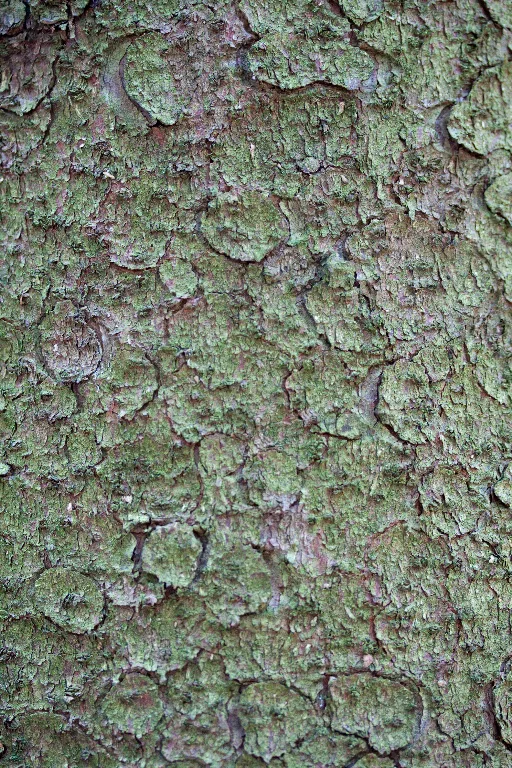 Img 0270 main texture preview
