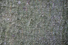 S S Img 0032 main texture preview