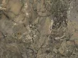 S S Benediti main texture preview