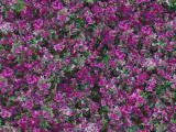 S S Natur15L main texture preview