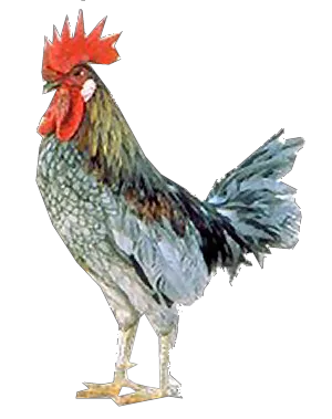 Red Barn Hen main texture preview