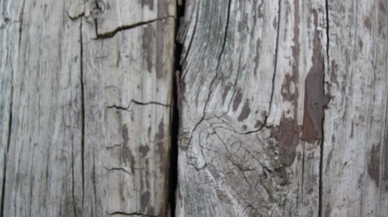 Sourcephoto Old Wood2 texture preview