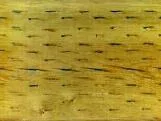 S S Beam T main texture preview