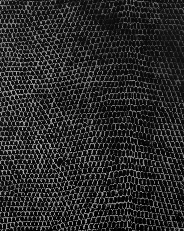 D22 Reptile Skin main texture preview