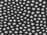 S S Lizard main texture preview