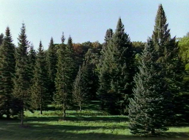 Pines main texture preview