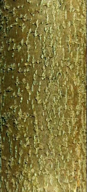 Bark3 main texture preview