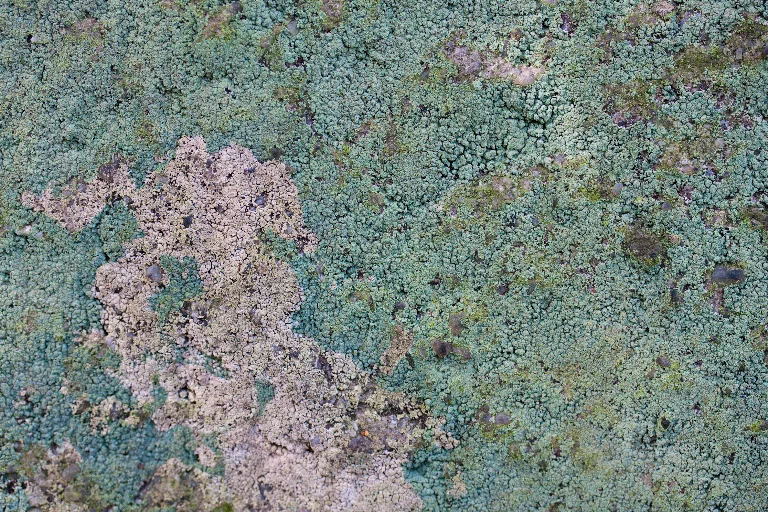 Img 0219 main texture preview