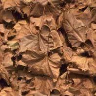 Leafs main texture preview