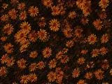 S S Natur16L main texture preview