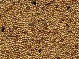 S S Birdseed main texture preview