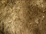 S S Fur 2 main texture preview