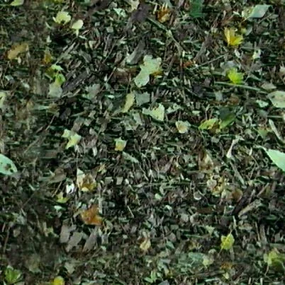 Forst1 T main texture preview