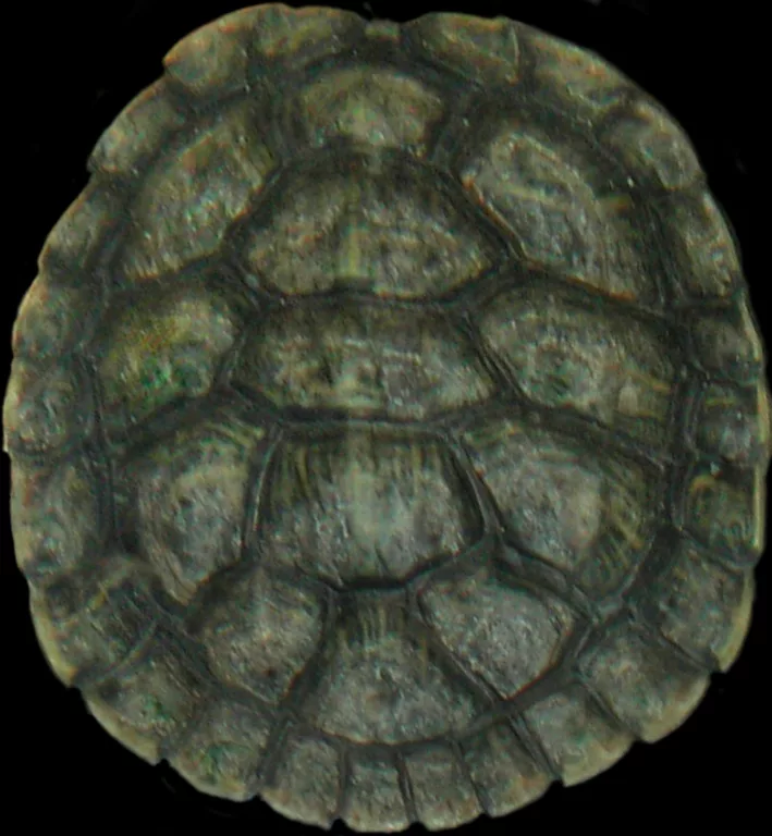 Turtleshell main texture preview