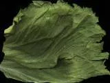 S S Lettucecolor main texture preview