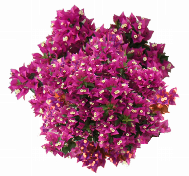 Jacey Bougainvillea main texture preview