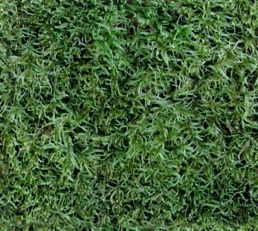 Moss T main texture preview