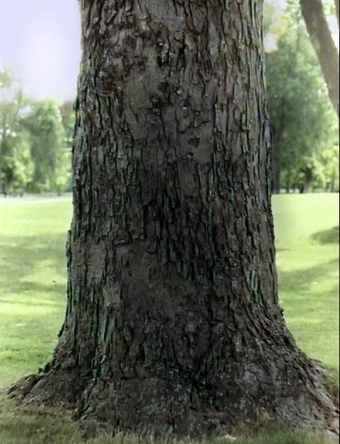 Trunk1 main texture preview