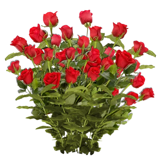Red Roses texture preview