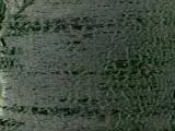 S S Bark2 main texture preview