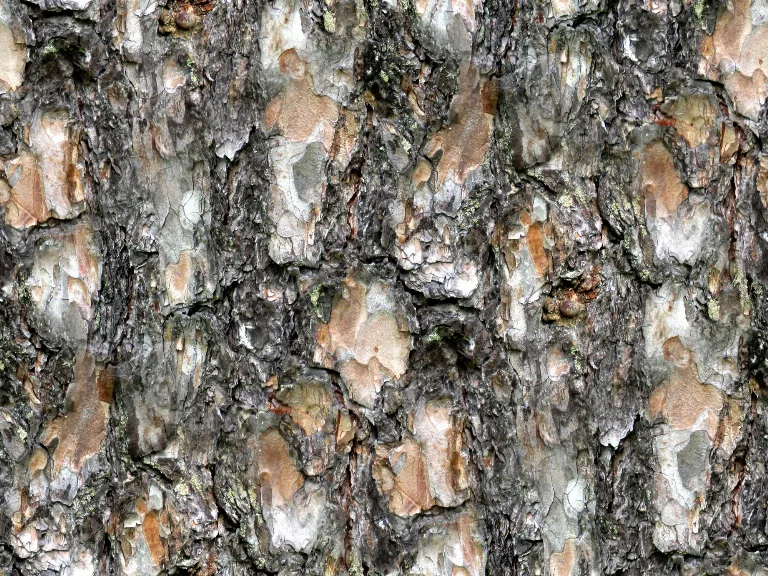Bark52 Bo H main texture preview