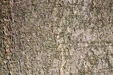 S S Img 0195 main texture preview