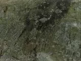 S S Stone1 main texture preview