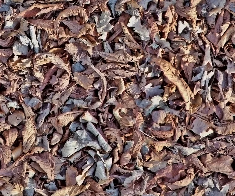 Ground Dry Leaves main texture preview