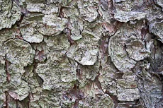 S S Img 0029 main texture preview